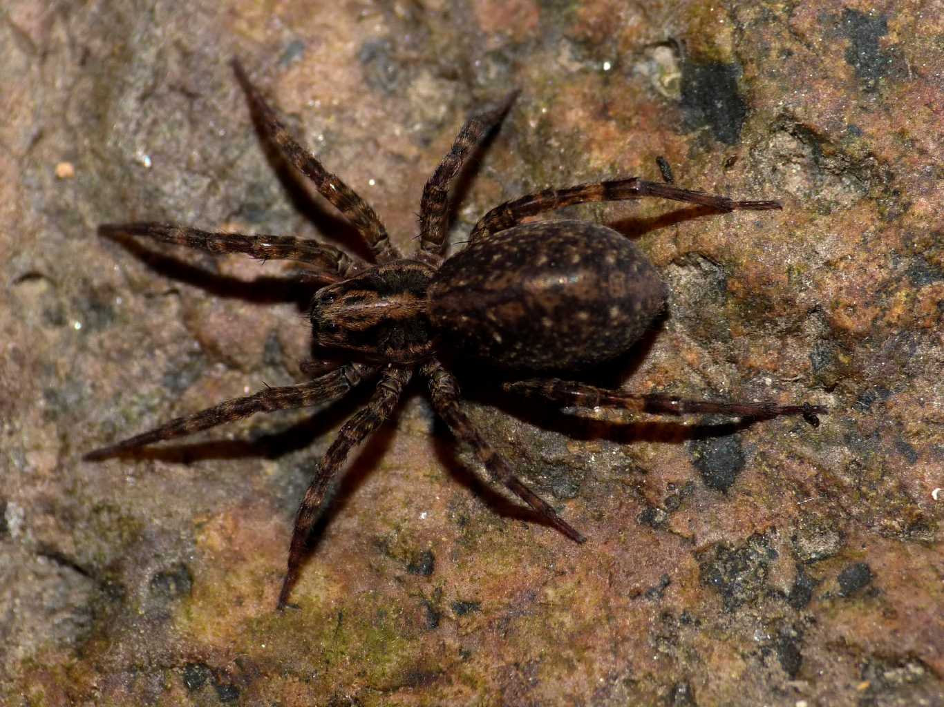 Trochosa sp. - Palau (OT)